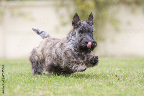 scottish terrier bringé,en course,langue pendante