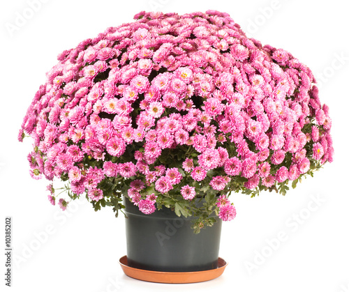 A pot of beautiful pink autumn chrysanthemums isolated on white