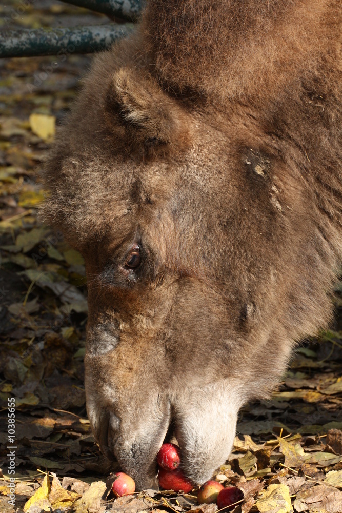 Fototapeta premium Obst fressendes Trampeltier
