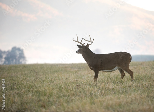 A large whitetail buck looks off into the distance