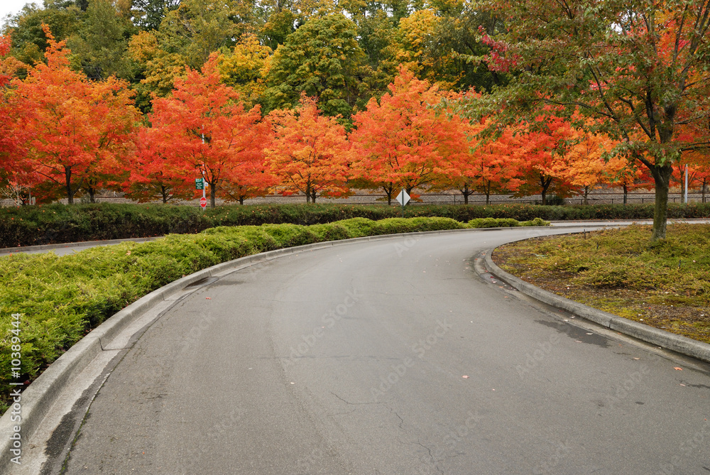 driveway with red maple trees on both side
