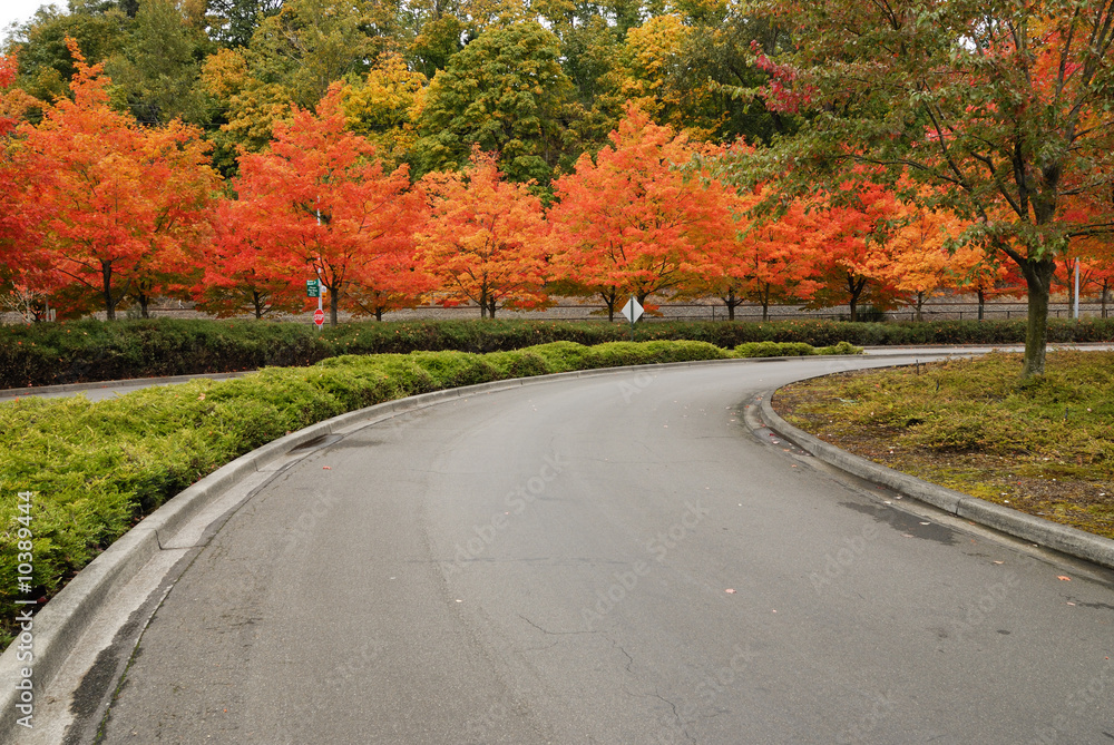 Fototapeta premium driveway with red maple trees on both side