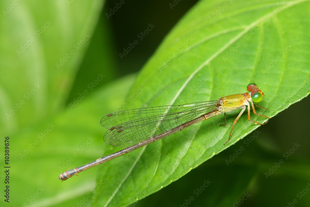 Close up of damselfly stop and resting on green leaf. Close up of damselfly stop and resting on green leaf.