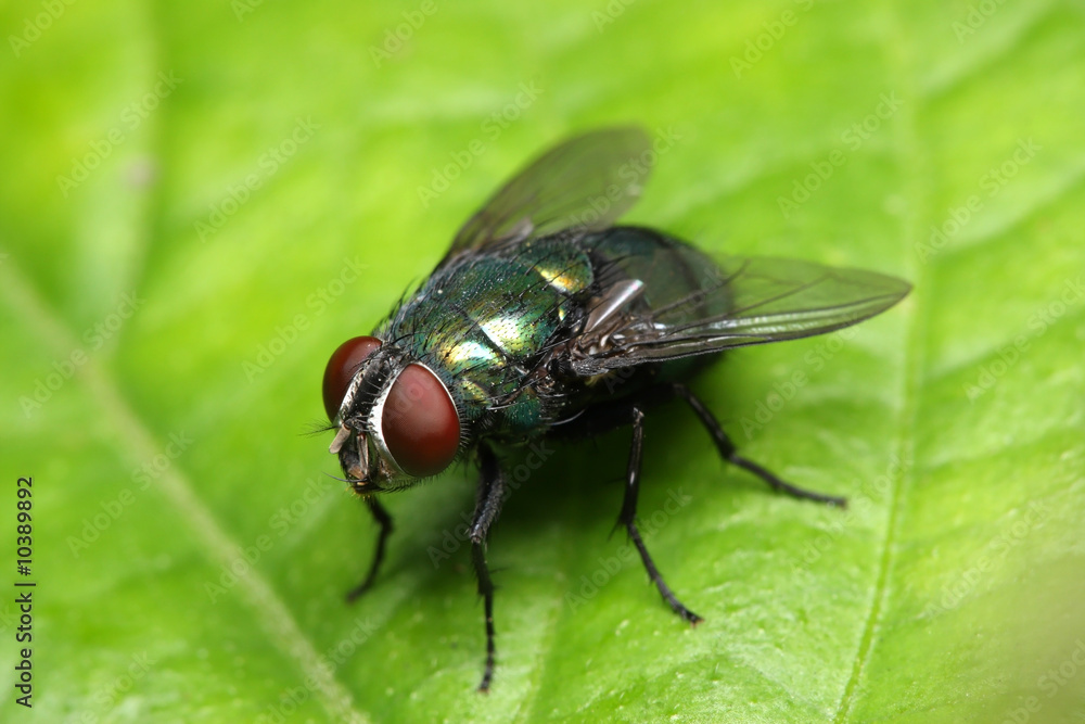 Close up of a fly standing on green leaf. Close up of a fly standing on green leaf.