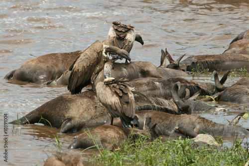 Rüppell’s griffon vulture (Gyps rueppellii) on carcasses photo