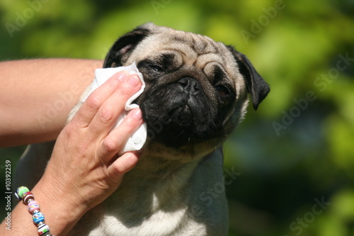 Obraz na płótnie nettoyer les yeux de son bulldog w salonie