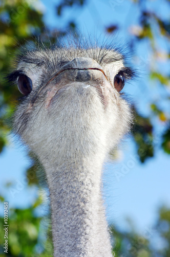 Portrait of an ostrich with a humorous expression photo