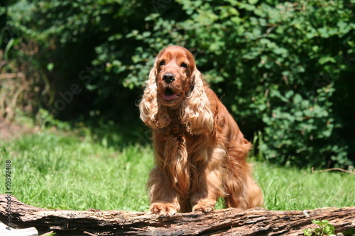 Obraz w ramie cocker spaniel en foret