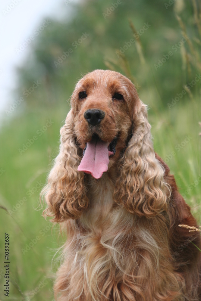 portrait du cocker spaniel fauve content