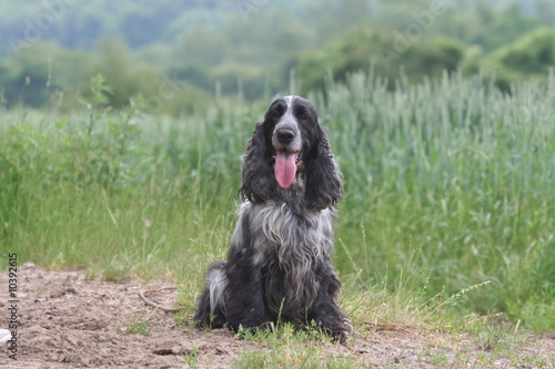 Foto cocker spaniel pret pour la chasse