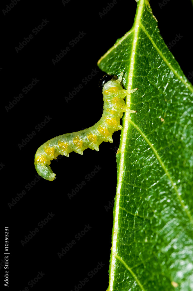 An inchworm eating his lunch... a nice leaf! An inchworm eating his lunch... a nice leaf!