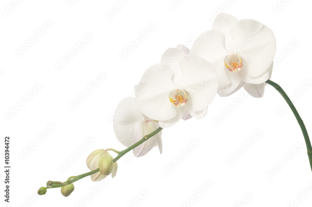 Obraz premium Biała orchidea na białym tle