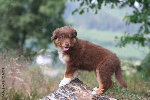 jeune berger australien en ballade en foret