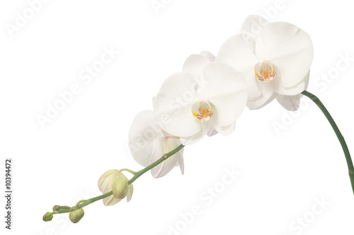 White orchid isolated on white © Tein