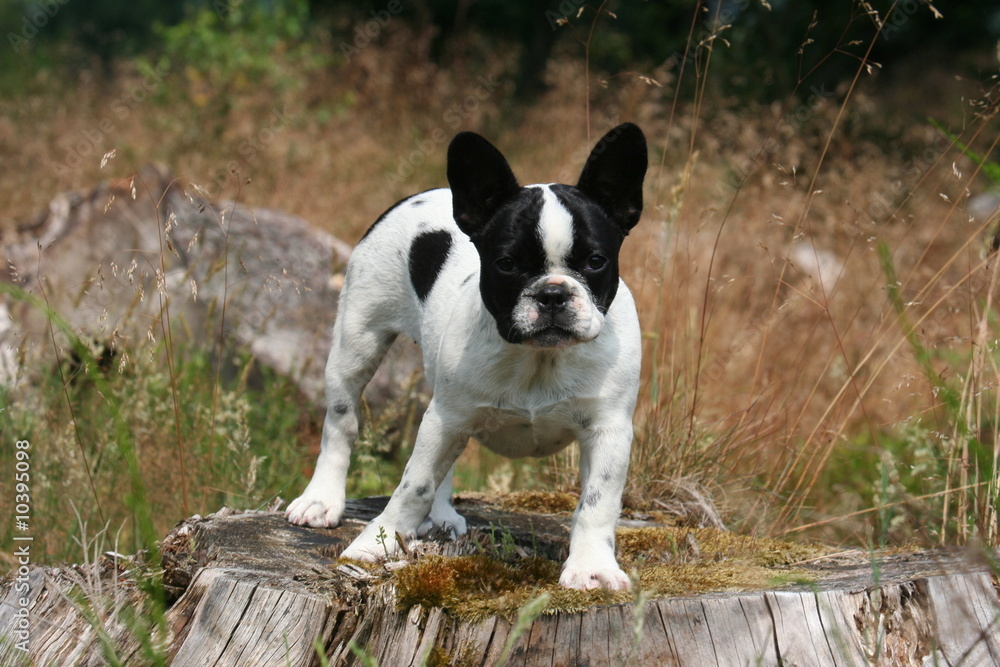 le bouledogue en equilibre sur une socuhe d'arbre le bouledogue en equilibre sur une socuhe d'arbre