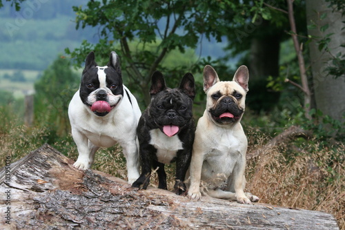 trio de bouledogue français