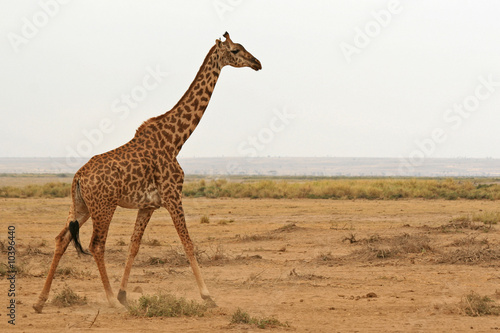 Photo of a Wild Giraffe walking in Africa