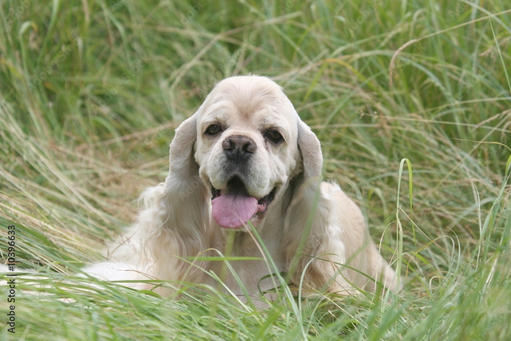 cocker americain allongé dans l'herbe