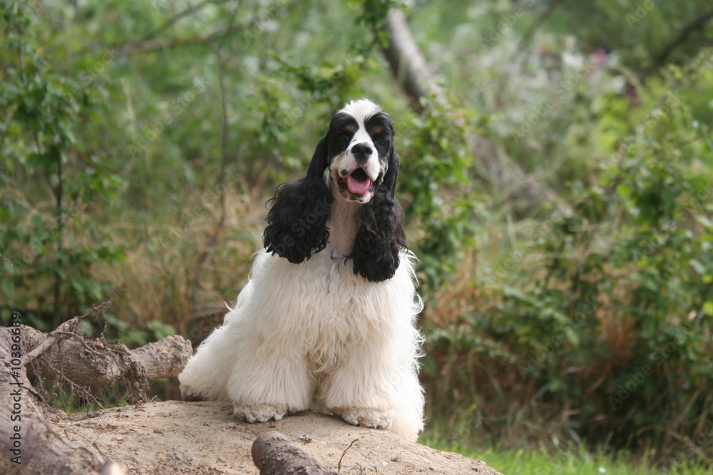 cocker americain en pleine nature cocker americain en pleine nature