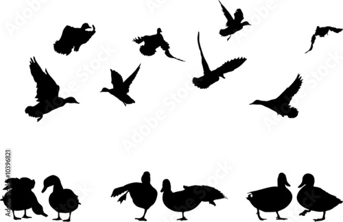 mallard duck silhouettes collection for designers