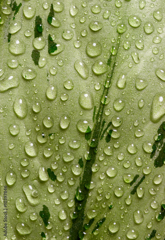 Green leaf with waterdrops background