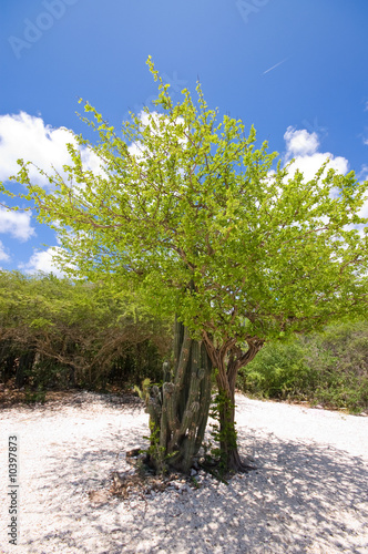 Fototapeta Naklejka Na Ścianę i Meble -  lovely green tropical beach tree with blue cloudy sky