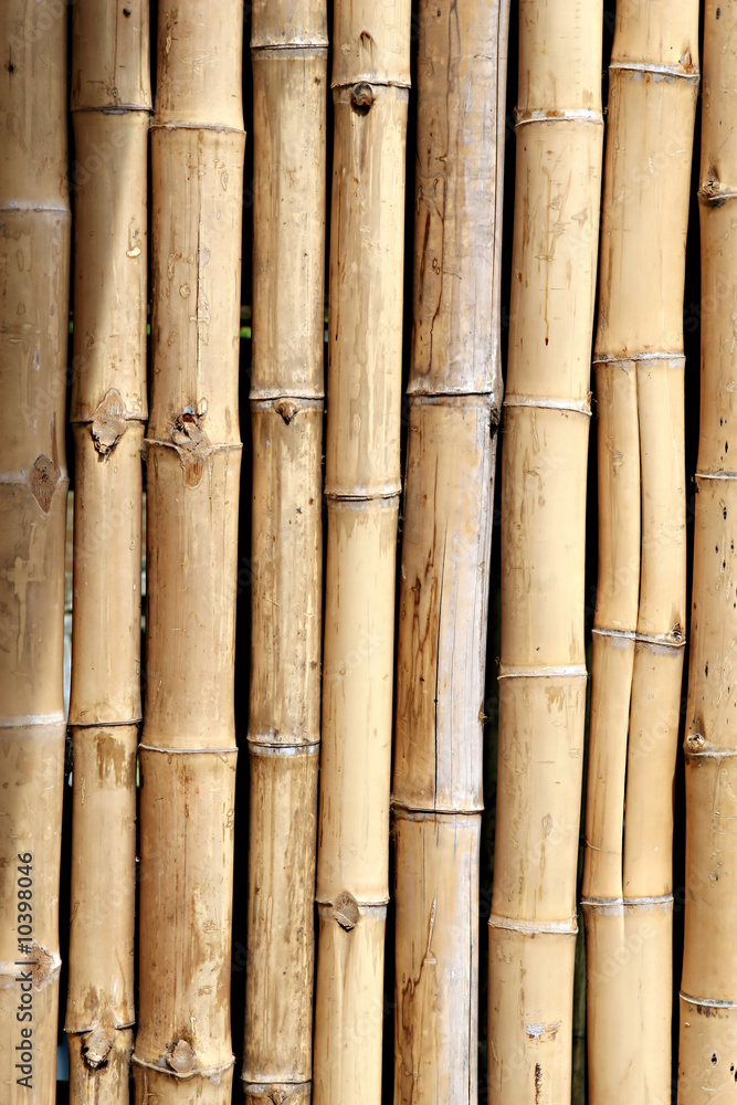 Fototapeta premium Bamboo Wall