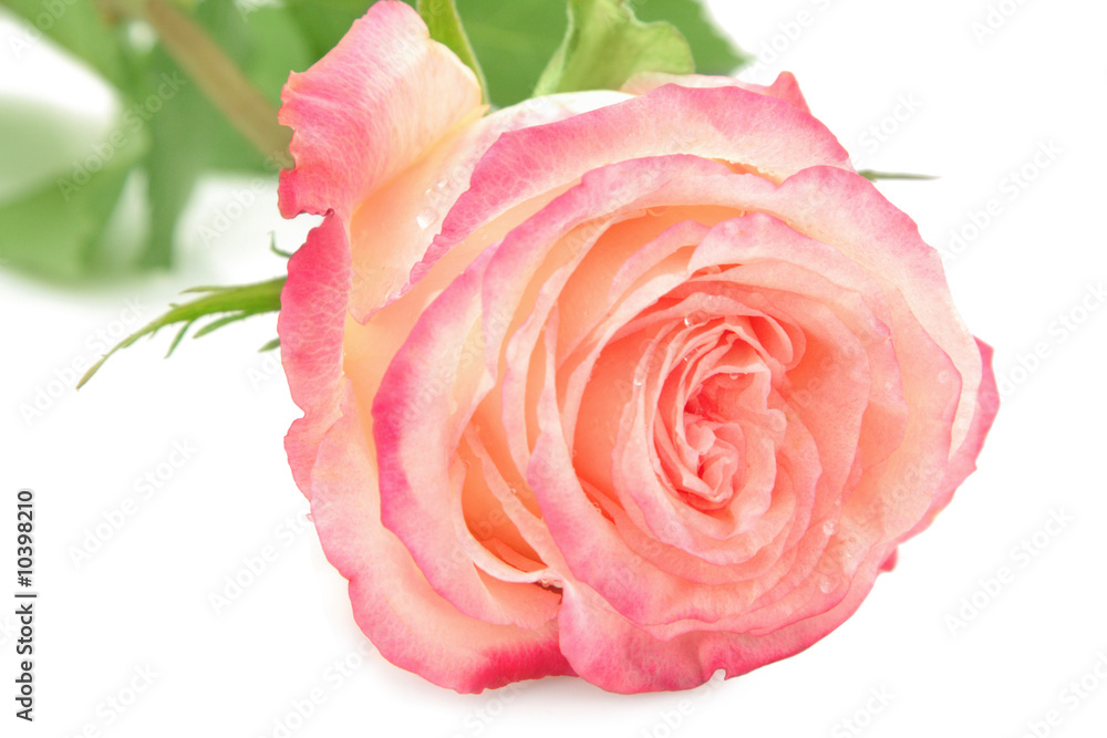 Rose isolated on a white background Rose isolated on a white background