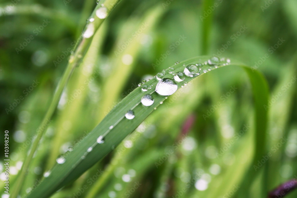 Wet grass Wet grass