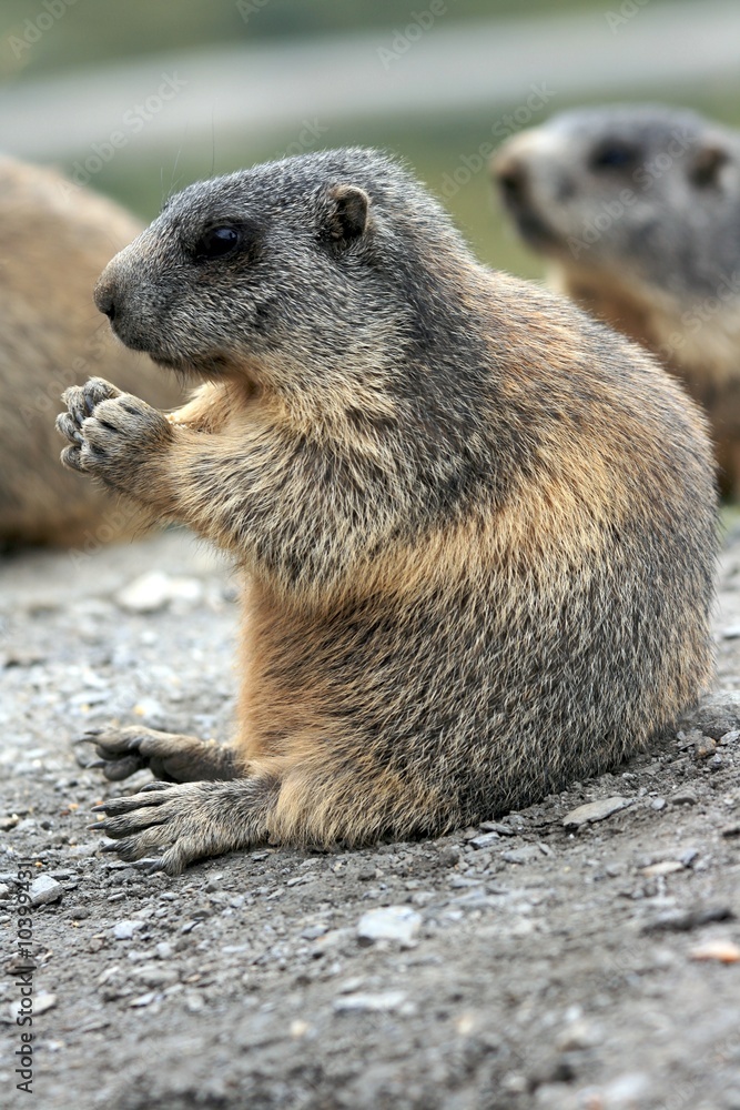 Murmeltier sitzt auf grauem Felsen in den Schweizer Alpen mit den Pfoten Fressen haltend und weiteren Tieren im unscharfen Hintergrund Murmeltier sitzt auf grauem Felsen in den Schweizer Alpen mit den Pfoten Fressen haltend und weiteren Tieren im unscharfen Hintergrund