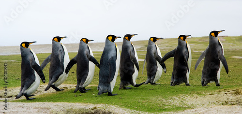 8 King Penguins walking in a line