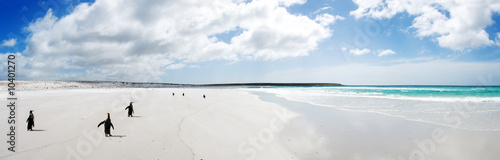 Fototapeta Naklejka Na Ścianę i Meble -  King Penguins walking on the sand at Volunteer Point