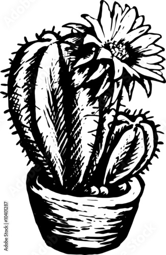 cactus ink drawing