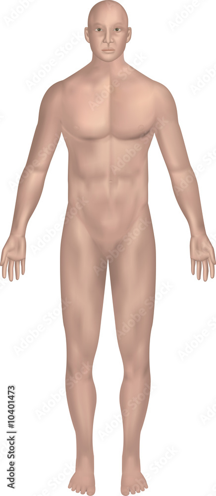 detailed illustration of the male human body on white background detailed illustration of the male human body on white background