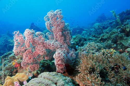 Pink Soft corals