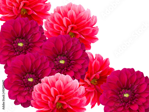 Flowers dahlias