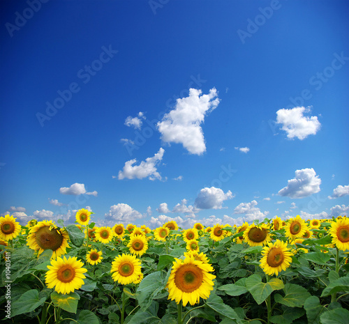 sunflower field