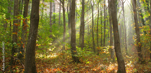 panoramic shot of a forest in early morning