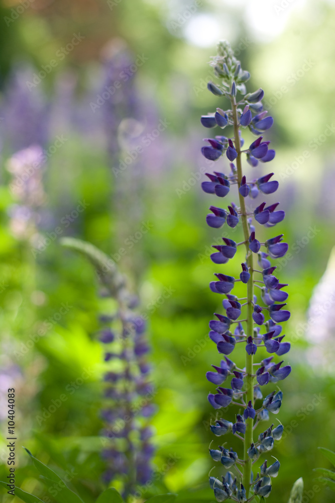 Lupine Lupine