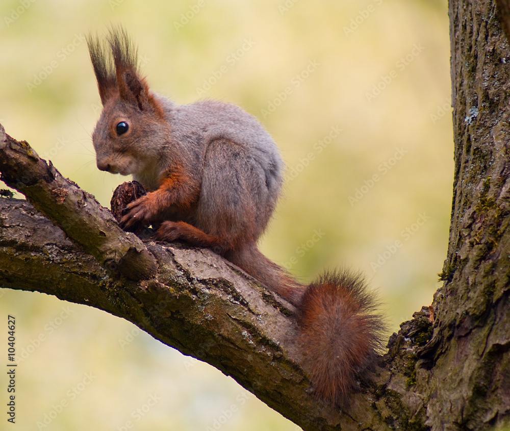 Obraz premium close-up ginger squirrel eating on tree