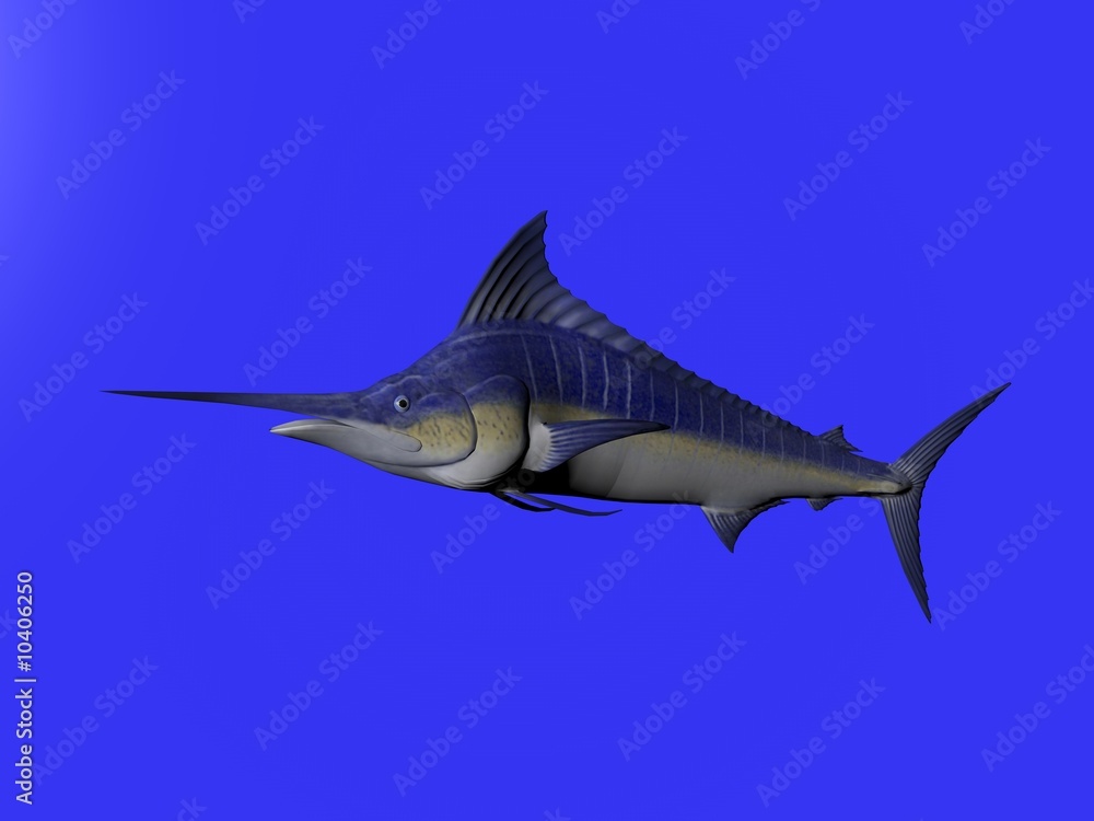 Fototapeta premium 3D illustration of a marlin isolated over blue