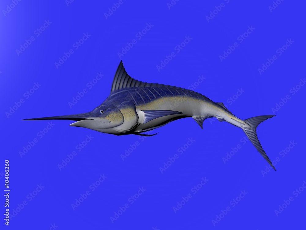 Fototapeta premium 3D illustration of a marlin isolated over blue