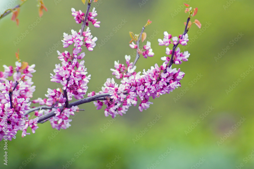 Apple blossom and bee against green background Apple blossom and bee against green background