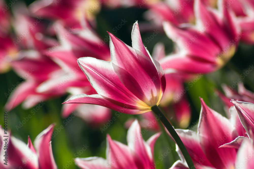 close up of raspberry pink and white tulip close up of raspberry pink and white tulip