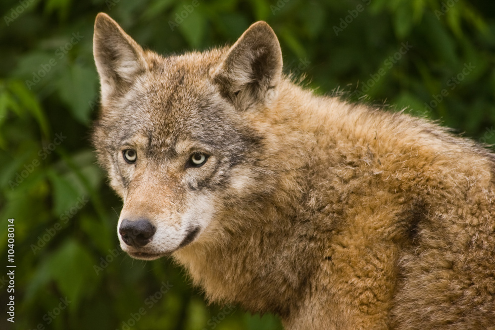 Naklejka premium Grey wolf alert and looking around
