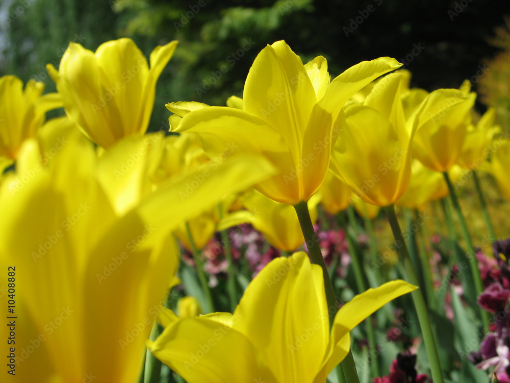 Obraz premium yellow tulips