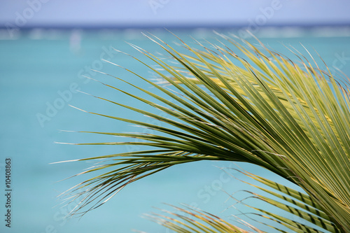 Palm frawn and turquoise water