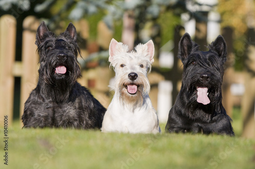 Fotografía trois terriers écossais ensemble