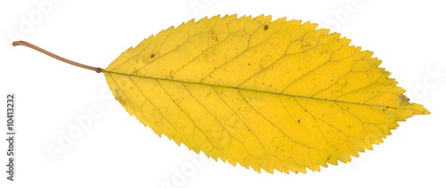 Isolated autumn leaf in detail