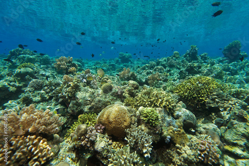 indo pacific coral reef